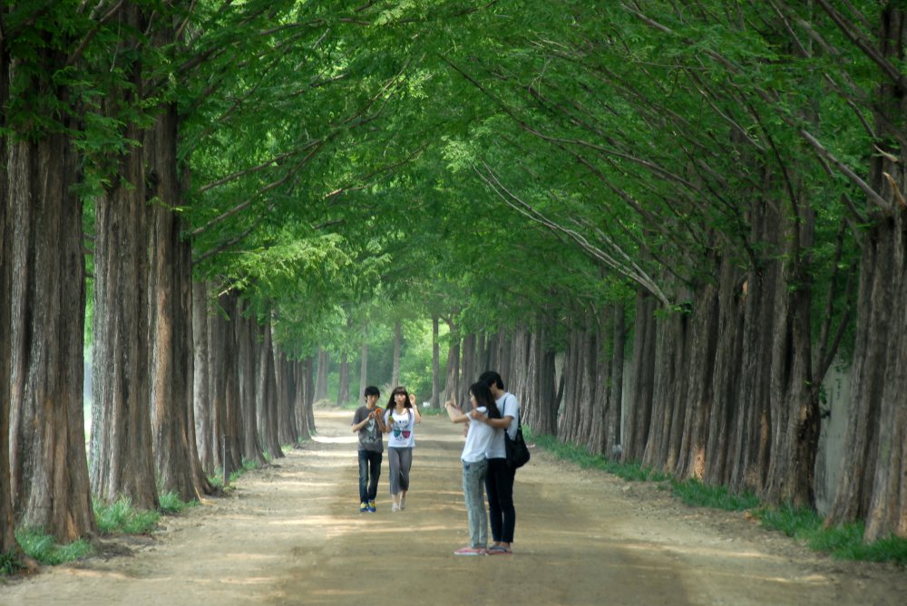 '담양군의 메타세콰이어길'과 같은 곳을 중국어로 말하면 '綠色隧道(녹색터널)' - 사진출처 : 담양군 홈페이지